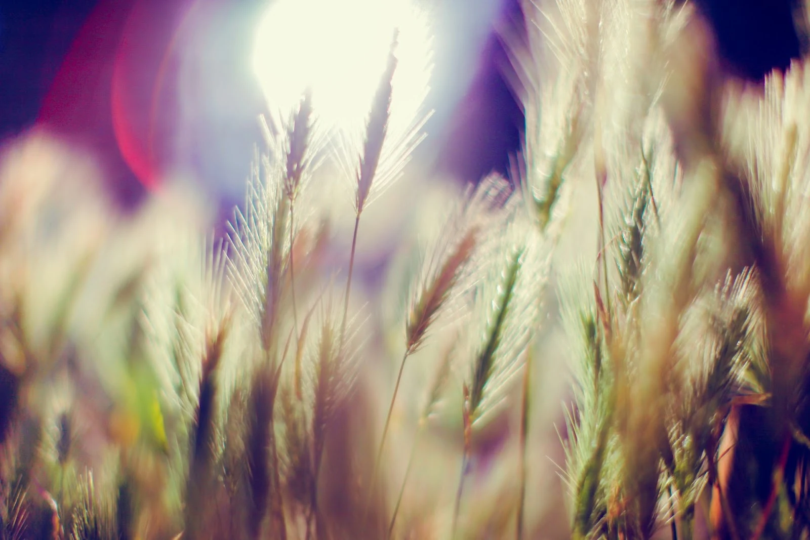 New India-UK Project To Use Quantum Power to Boost Soil Health and Food Security